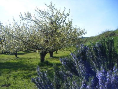 Jardin autour de la maison